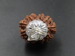 12 Mukhi lab Rudraksha