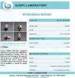 13 Mukhi Certificate