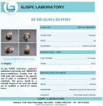 13 Mukhi Certificate