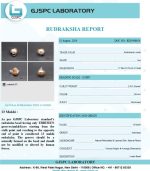 13 Mukhi Certificate