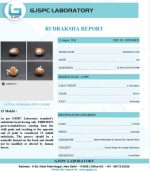 13 Mukhi Certificate