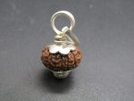 13 Mukhi Rudraksha