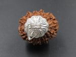 13 Mukhi Rudraksha