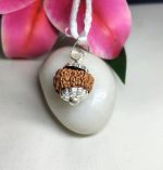 13 Mukhi Rudraksha