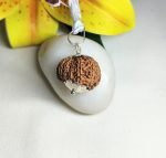 13 Mukhi Rudraksha