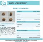 14 Mukhi Certificate