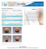 14 Mukhi Certificate