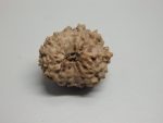 14 Mukhi lab Rudraksha