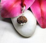 14 Mukhi Rudraksha
