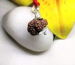 14 Mukhi Rudraksha