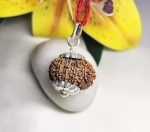 14 Mukhi Rudraksha