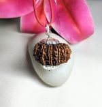 14 Mukhi Rudraksha