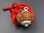 14 Mukhi Rudraksha