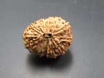 14 Mukhi Rudraksha