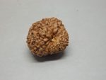 14 Mukhi Rudraksha