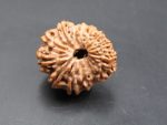 14 Mukhi Rudraksha