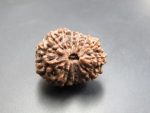 14 Mukhi Rudraksha