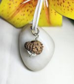 14 Mukhi Rudraksha