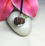14 Mukhi Rudraksha