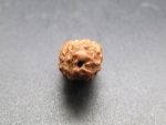 2 Mukhi Rudraksha