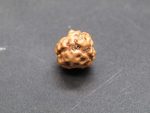 3 Mukhi Rudraksha
