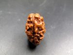 2 Mukhi Rudraksha