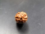 2 Mukhi Rudraksha