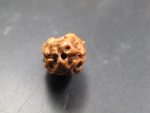 2 Mukhi Rudraksha