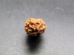 2 Mukhi Rudraksha