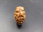2 Mukhi Rudraksha