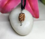 2 Mukhi Rudraksha