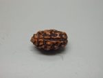 2 Mukhi lab Rudraksha