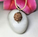 3 Mukhi Rudraksha