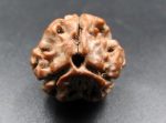 3 Mukhi Rudraksha
