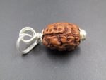 3 Mukhi Rudraksha
