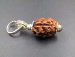 3 Mukhi Rudraksha