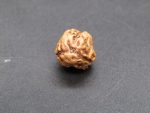 3 Mukhi Rudraksha