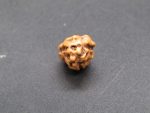 3 Mukhi Rudraksha
