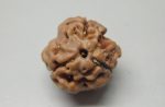 3 Mukhi Rudraksha