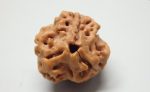 3 Mukhi Rudraksha