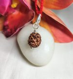3 Mukhi Rudraksha