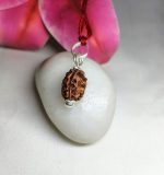 3 Mukhi Rudraksha