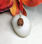 3 Mukhi Rudraksha