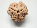 3 Mukhi lab Rudraksha