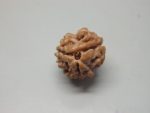 3 Mukhi lab Rudraksha
