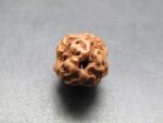 4 Mukhi Rudraksha