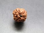 4 Mukhi Rudraksha