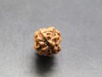 4 Mukhi Rudraksha