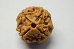4 Mukhi Rudraksha