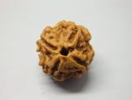 4 Mukhi lab Rudraksha